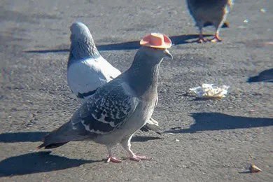 ianpetras's tweet photo. hundreds of las vegas pigeons had a hat glued to their heads. nobody knows who did it. what a madlad 🤣 https://t.co/q4QLBU3cfO