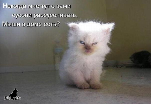 Котэ (@twi_cats) on Twitter photo 