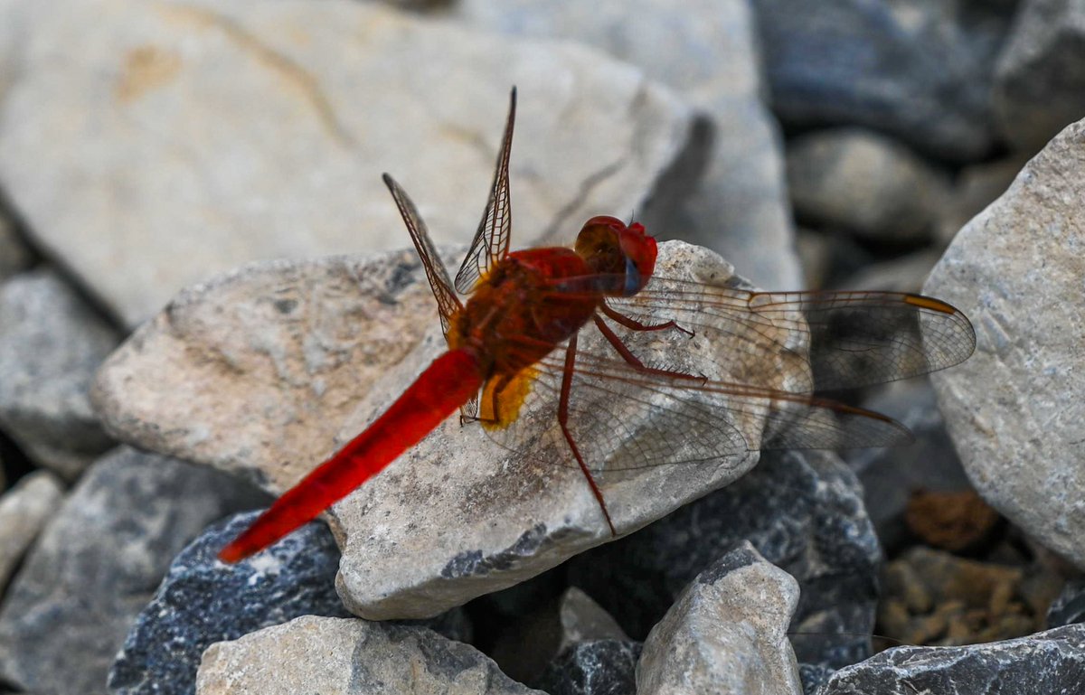 Woodpecker_cent's tweet photo. Broad Scarlet (Crocothemis erythraea) for #insectthursday.
Ras Al Khaimah, UAE - Feb 2025.
#ThePhotoHour #natgeoyourshot #odonates #macrohour #niffeature2025 #biodiversity #entomology #natgeomena #Nikonmea #insectsoftheworld #dragonflies #macrophotography #IndiAves #channel169 https://t.co/lmu0yFWOzB
