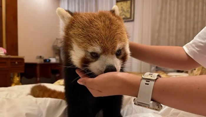 Shanghai Daily on X: "A hotel in Chongqing has been ordered to suspend its controversial "red panda wake-up call" service after public backlash and government intervention. #China #redpanda https://t.co/uBSrKO1AA9" / X