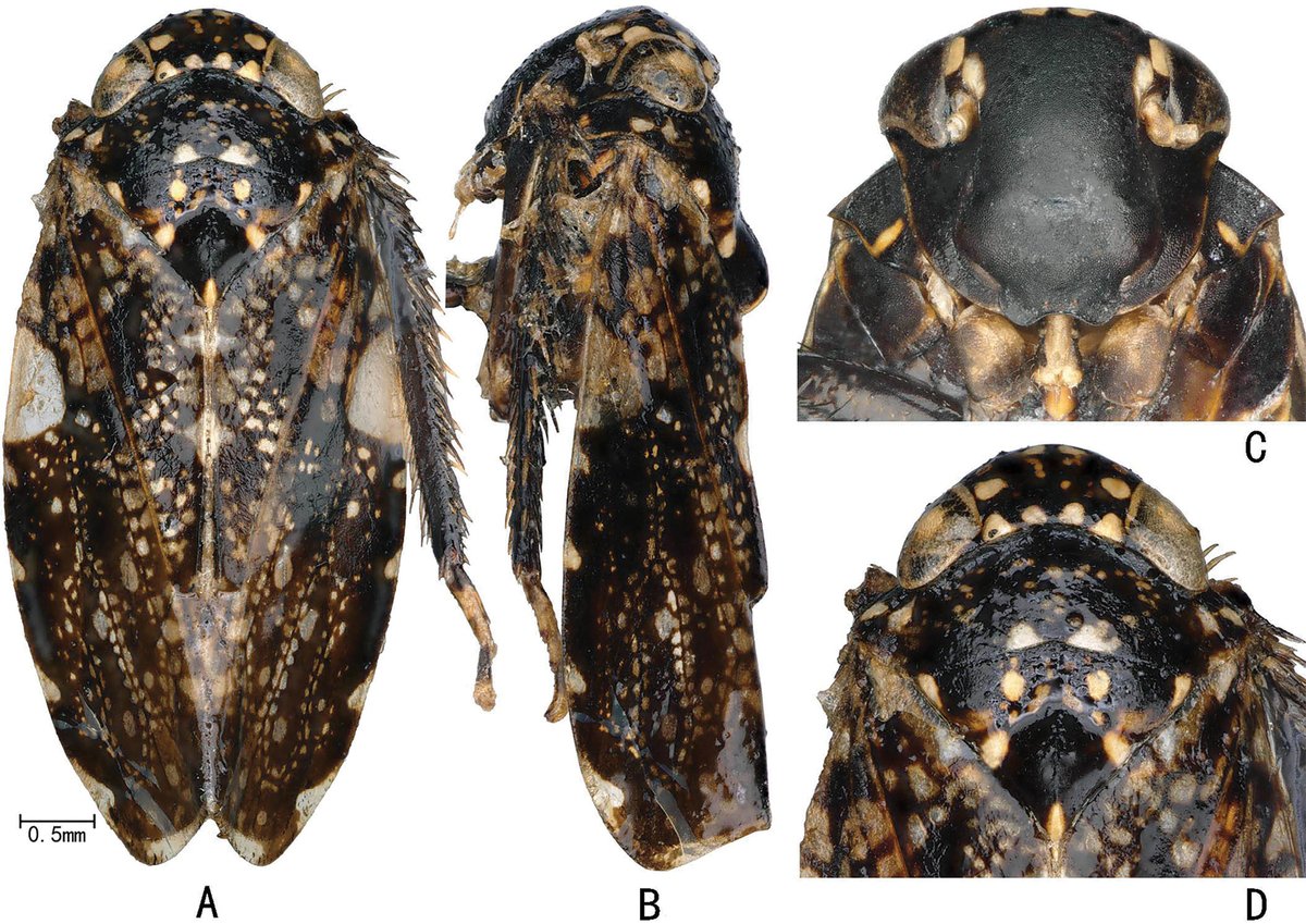 ZooKeys_Journal's tweet image. The monotypic leafhopper genus is reported for the first time from China. Learn more here: doi.org/10.3897/zookey…

#taxonomy #leafhopper #entomology