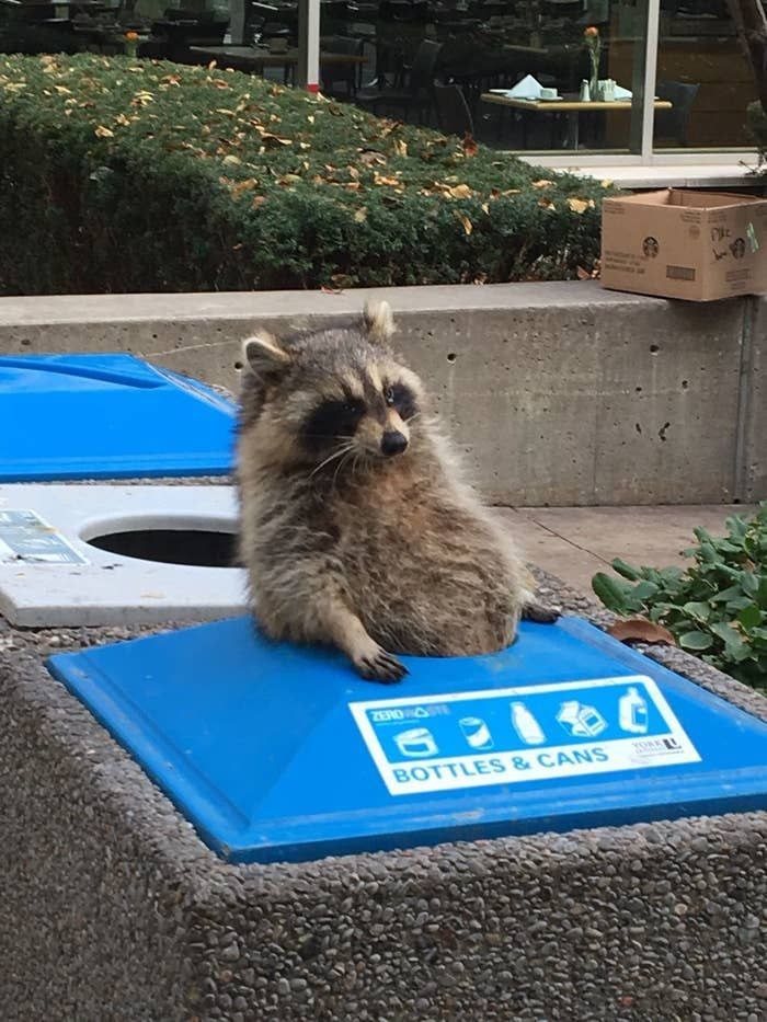 raccoon with confusing auras (@raccoonauras) on Twitter photo 