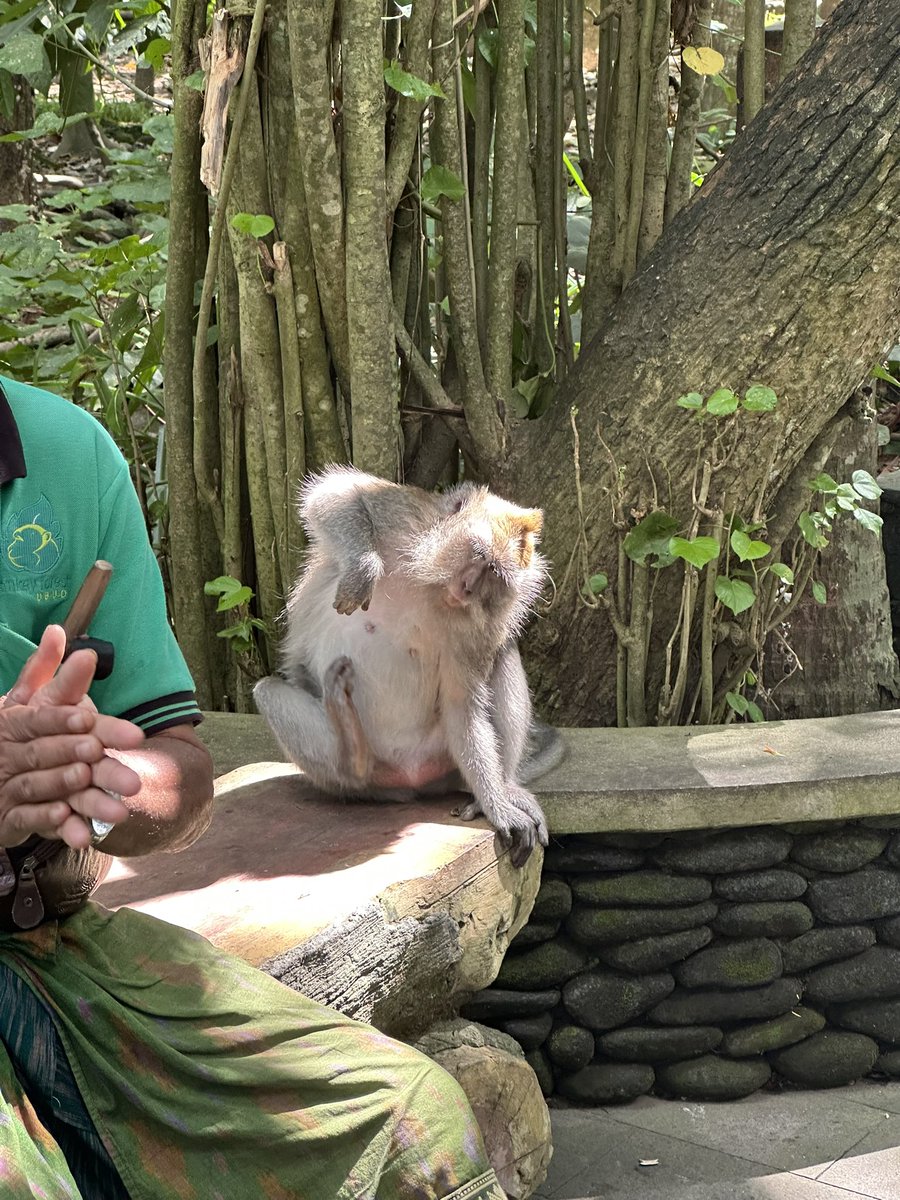 モンキーフォレストで、
お猿さんと目合わせるのNGって聞いてたからビビり倒してたけどなんとか撮らせてくれた🐒
ありがとう猿〜またいくからな〜