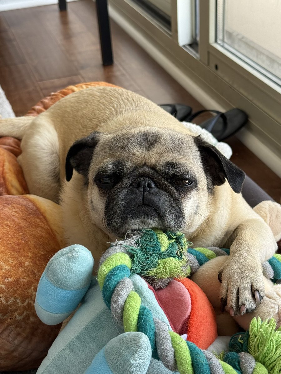bboyndure's tweet photo. @Tectone Her name is Matcha https://t.co/OuCVluHzdA