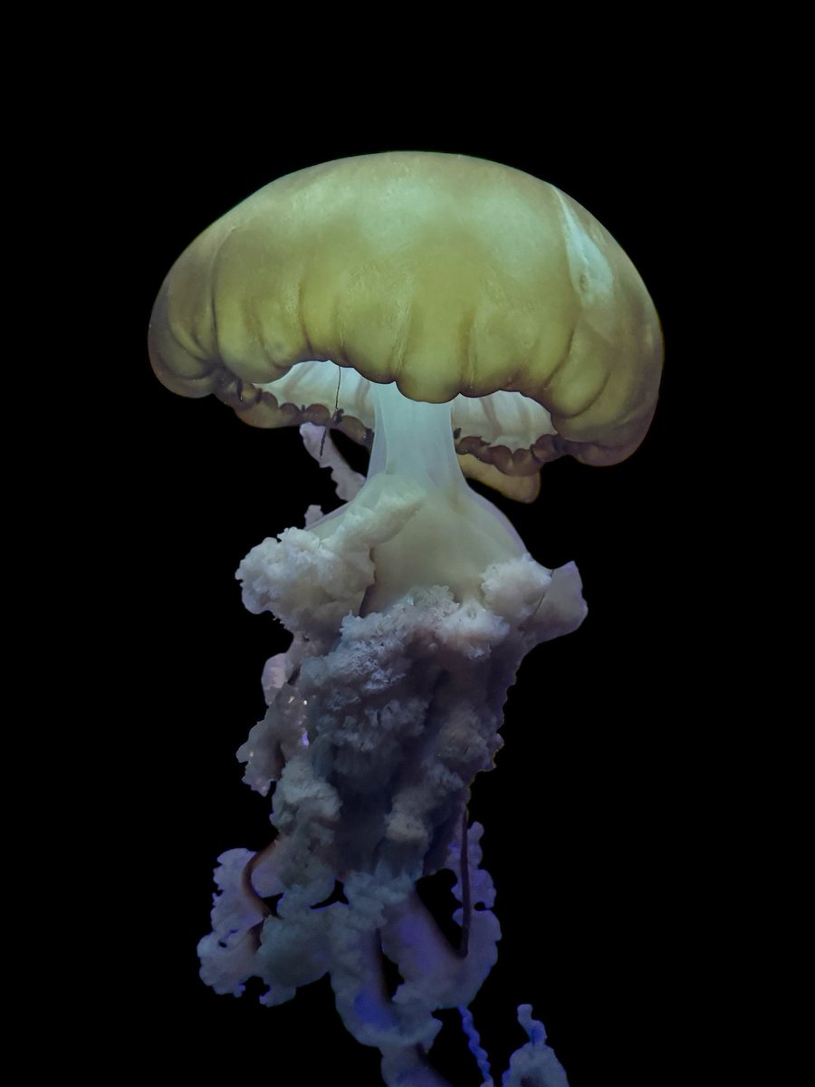TheCuisineist's tweet image. Visit to @mandalaybay @sharkreefaq @cuisineist @chiccompassmag @matadornetwork @natjaorg .. #mandalybay #sharkreef #chiccompassmagazine #natja #matadornetwork #lasvegas #lasvegasstrip #cuisineist Photo Scott Harris  #jellyfish #marinelifephotography @cashmanphoto #cashmanphoto