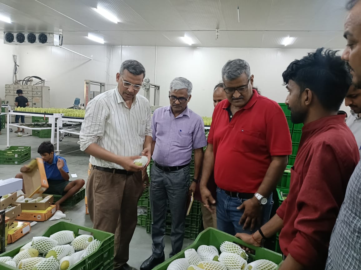 IndoCooperation's tweet photo. The Indo-German AMD project has successfully enabled the second trial shipment of Dasheri Mango, with quality standards from Lucknow, Uttar Pradesh, and was sent by Malihabad Mango FPC and IRADA FPC on 15th June 2025.
@AgriGoI @APEDADOC https://t.co/cVrhoZrWSs