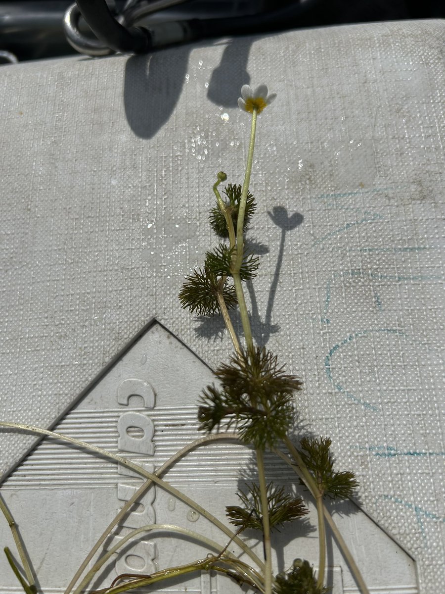 Yesterday Długie Lake research together with AKP Skorpena Diving Club after first action of invasive Elodea nuttallii removal. Hydrophytes assessment and hydrochemical analyses showed good water quality and nice water Ranunculus sp. blooming