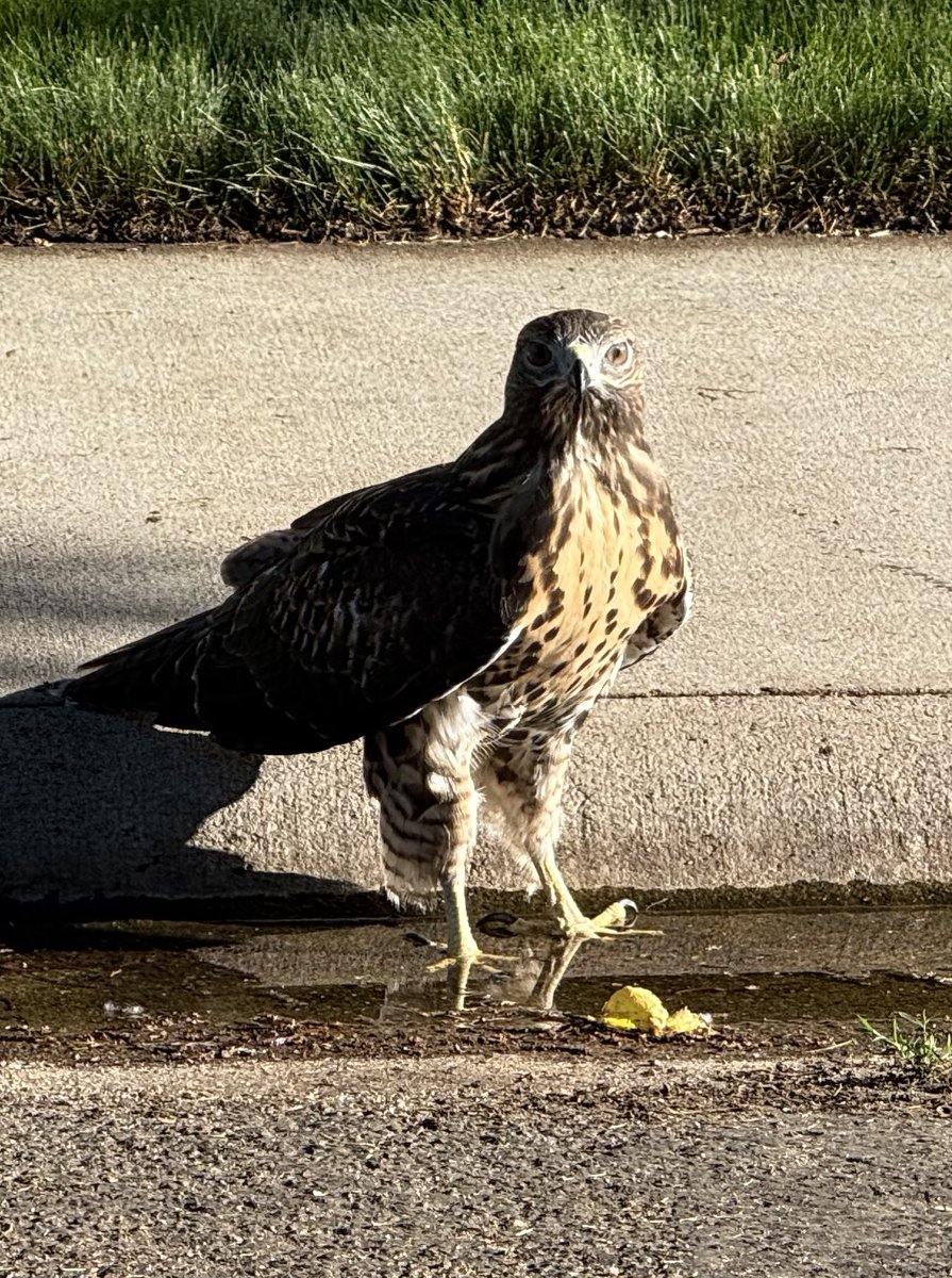 Drove by this fellow on the way home tonight. Not sure what he was doing in my neighborhood.