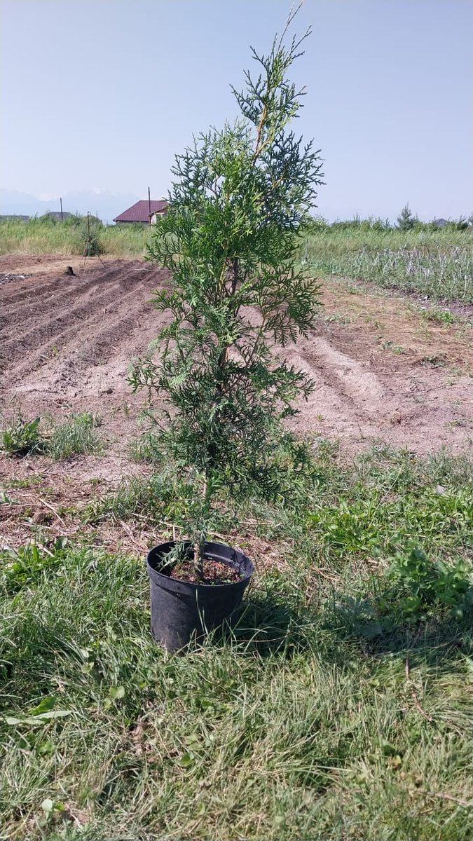 GreenMaxKZ's tweet photo. Питомник растений ГринМакс (GreenMax)
#ТуяБрабант #ТуяСпипалис #ТуяЛитлГиант #ТуяГолденГлоб #туявудварди

Подробности на наше�� сайте: https://t.co/FwGkzwPxXb

#питомникрастенийалматы #GREENMAX #туи #алмарай🍏 #питомникрастений #Гринмакс #туязападная https://t.co/ytWkbsWmgn