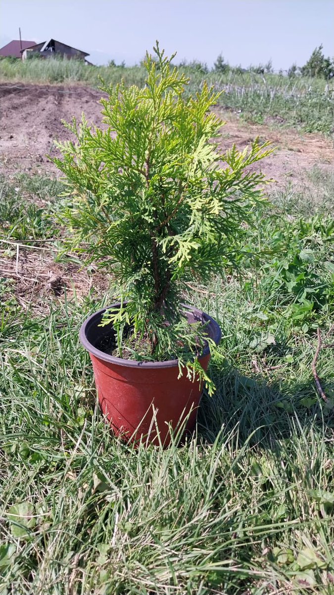 GreenMaxKZ's tweet photo. Питомник растений ГринМакс (GreenMax)
#ТуяБрабант #ТуяСпипалис #ТуяЛитлГиант #ТуяГолденГлоб #туявудварди

Подробности на наше�� сайте: https://t.co/FwGkzwPxXb

#питомникрастенийалматы #GREENMAX #туи #алмарай🍏 #питомникрастений #Гринмакс #туязападная https://t.co/ytWkbsWmgn