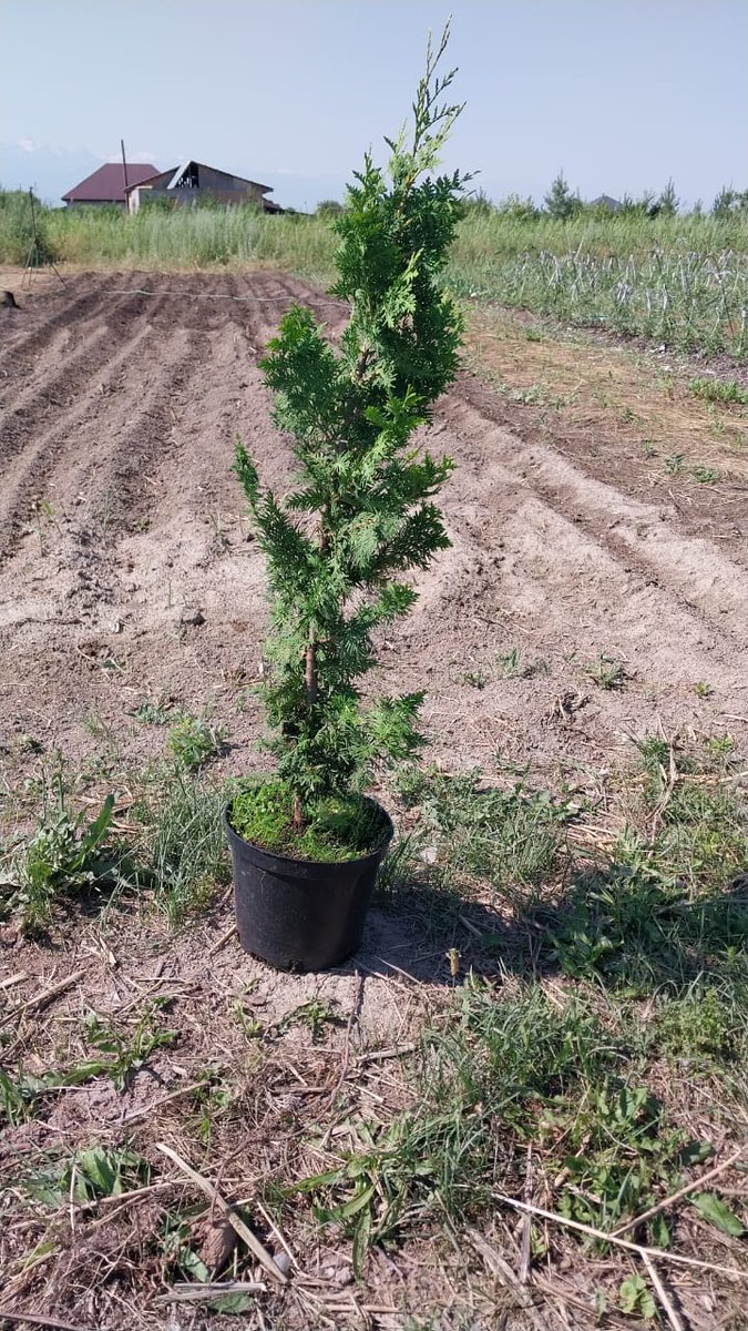 GreenMaxKZ's tweet photo. Питомник растений ГринМакс (GreenMax)
#ТуяБрабант #ТуяСпипалис #ТуяЛитлГиант #ТуяГолденГлоб #туявудварди

Подробности на наше�� сайте: https://t.co/FwGkzwPxXb

#питомникрастенийалматы #GREENMAX #туи #алмарай🍏 #питомникрастений #Гринмакс #туязападная https://t.co/ytWkbsWmgn