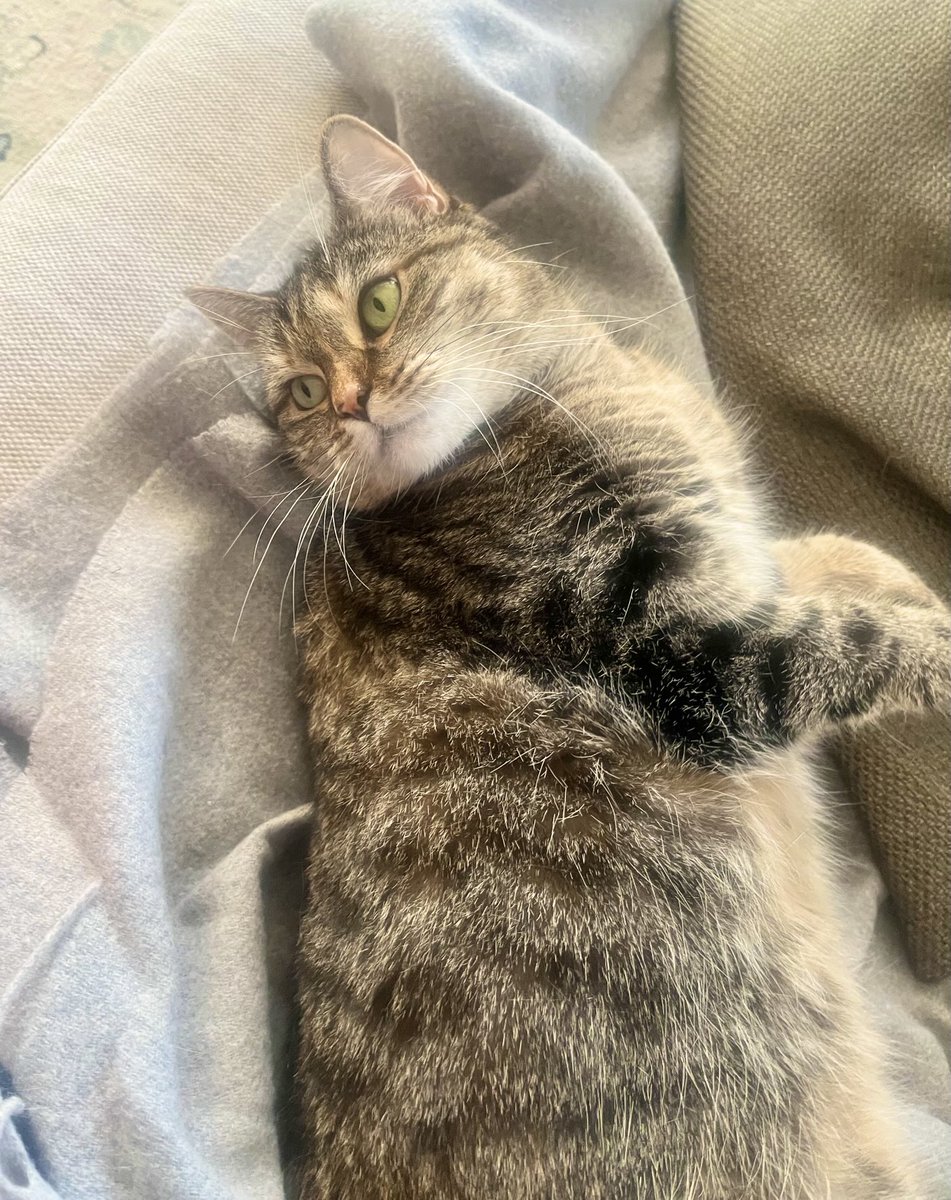 Could I have an early brushy time please, mummy. I’m feeling a bit hairy.