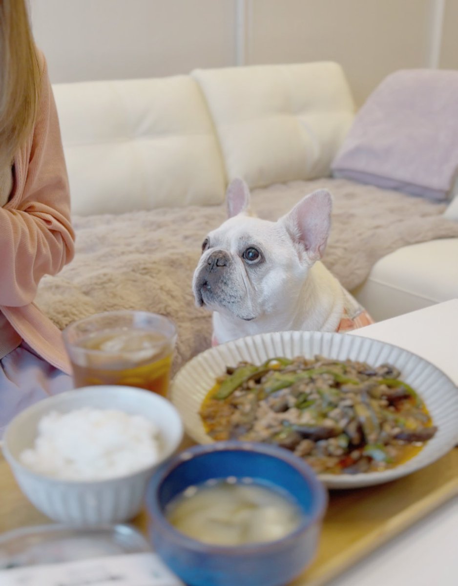 犬が一番集中する時間