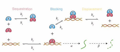 umichkim's tweet image. How do cells reliably flip gene switches in noisy environments?
We show that combining three indirect repression mechanisms—sequestration, blocking, and displacement—enables ultrasensitive &amp; noise-resistant transcription.
biorxiv.org/content/10.110…