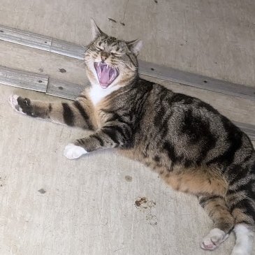 (Amanda)
 Betty laughed when she saw this photo that Colin took. 
She thinks that I was laughing too but as you know, cats don't do that sort of thing.
 Still, if it makes her happy I'll go along with it. 
There's no harm in that, is there?