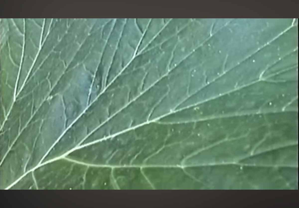 Evrard Amadeo (@xevrardx) on Twitter photo 