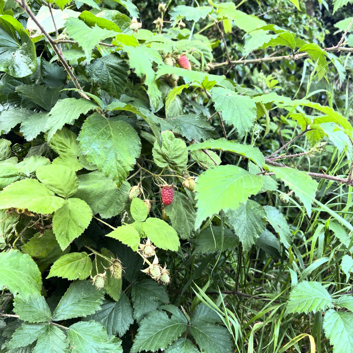 Rrrsssppp 😝

#naturewalktothebus