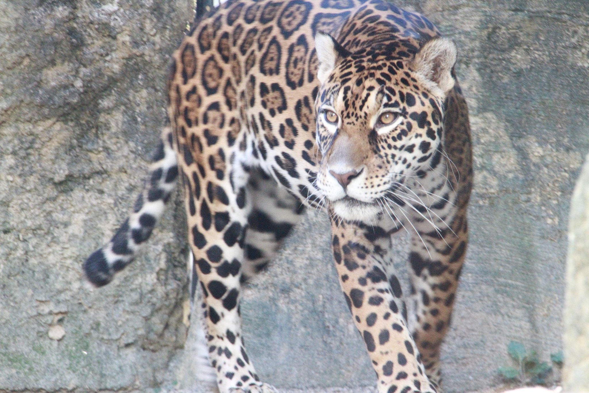上品コーデはコレで安心！ 静岡市立日本平動物園 on  X: 邦画・日本映画