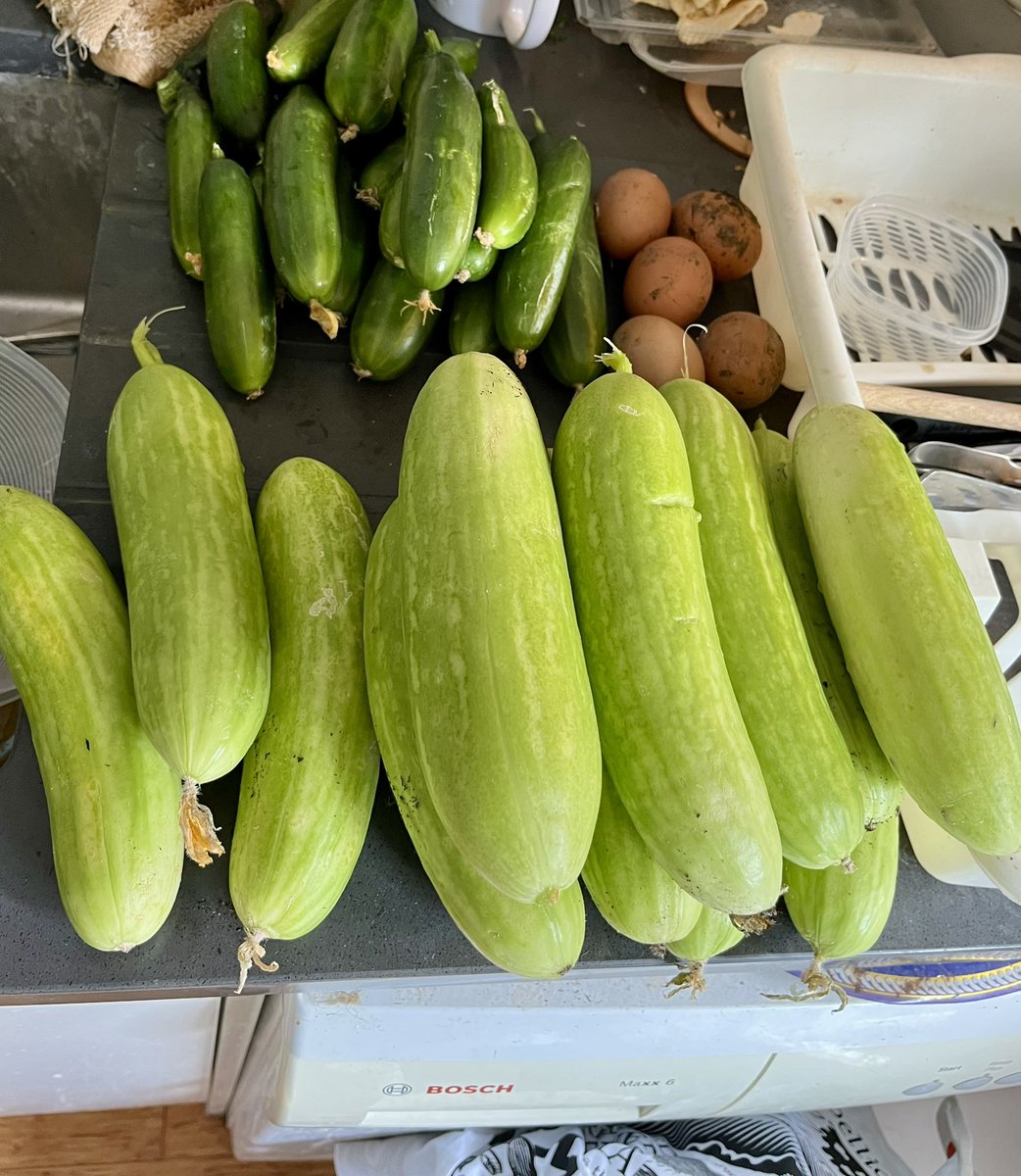 MatronsVeggies's tweet image. I’m drowning in cucumbers at the moment. Only two plants of Delicata and two of Mini munch. 4 or 5 picked each day! #gyo #allotmentlife #allotment