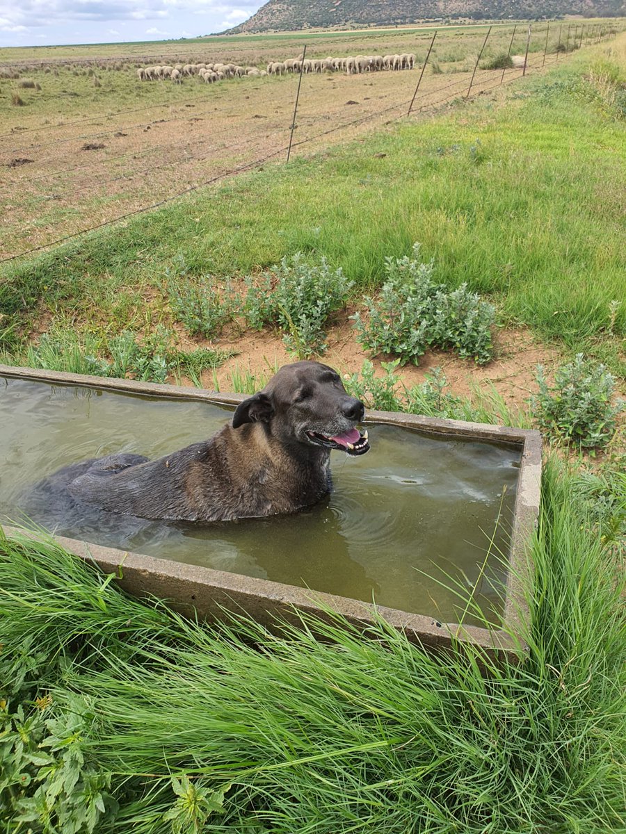 Bringchanceback's tweet photo. @buitengebieden My guy also loved the water. We miss him so much 🥺
#BringChanceBack #SecondChance #PetsAreFamily https://t.co/W13u7EFLGT