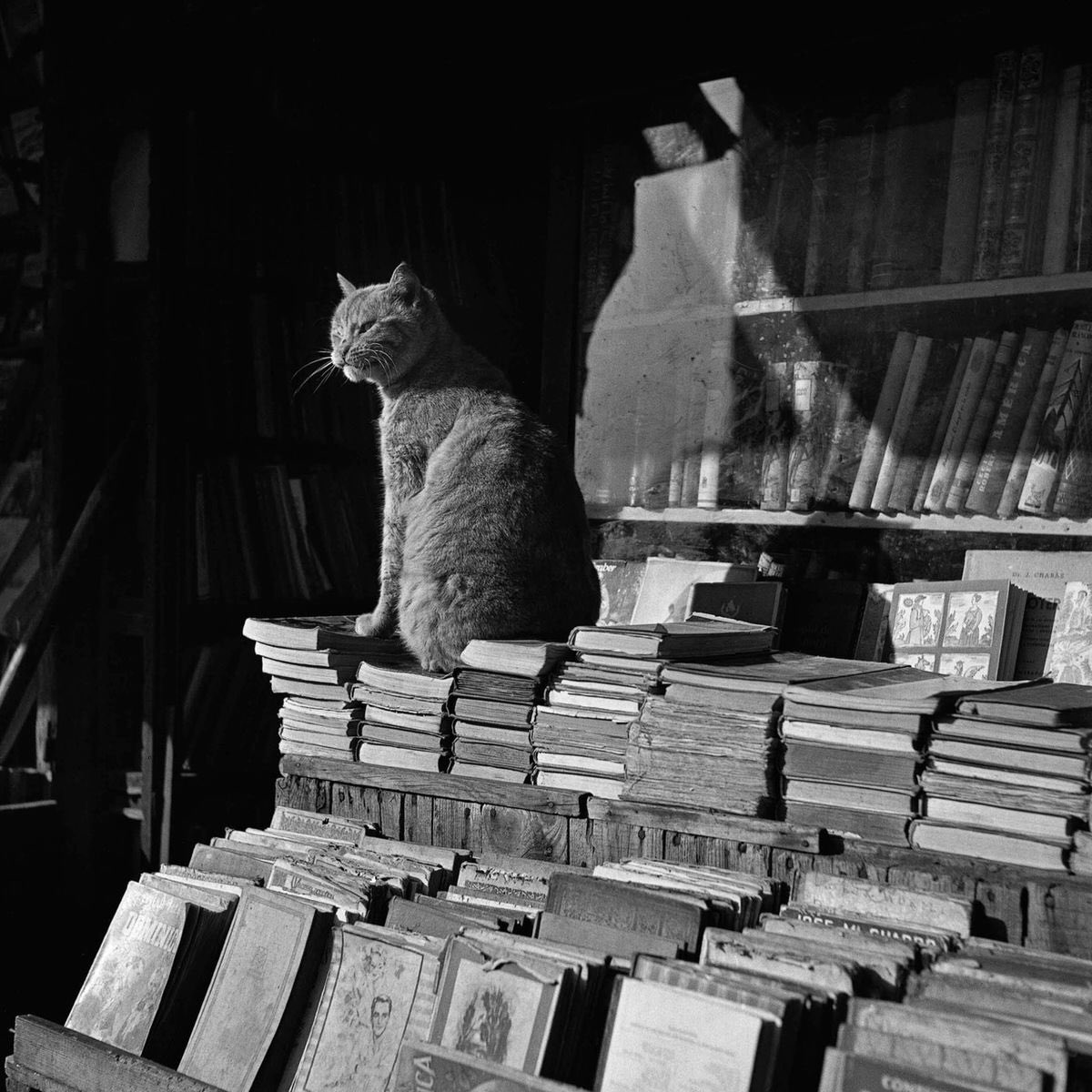 franch_laura's tweet photo. "Existimos mientras alguien nos recuerda. Existimos porque nos han reconocido, porque resonamos en los demás. Probablemente sea la huella más importante que dejamos."

Carlos Ruiz Zafón 
... que hoy hace 5 años que nos dejó.

¡Buenos días!
Bon dia!

📷Francesc Català Roca https://t.co/KHn1A2vQtP