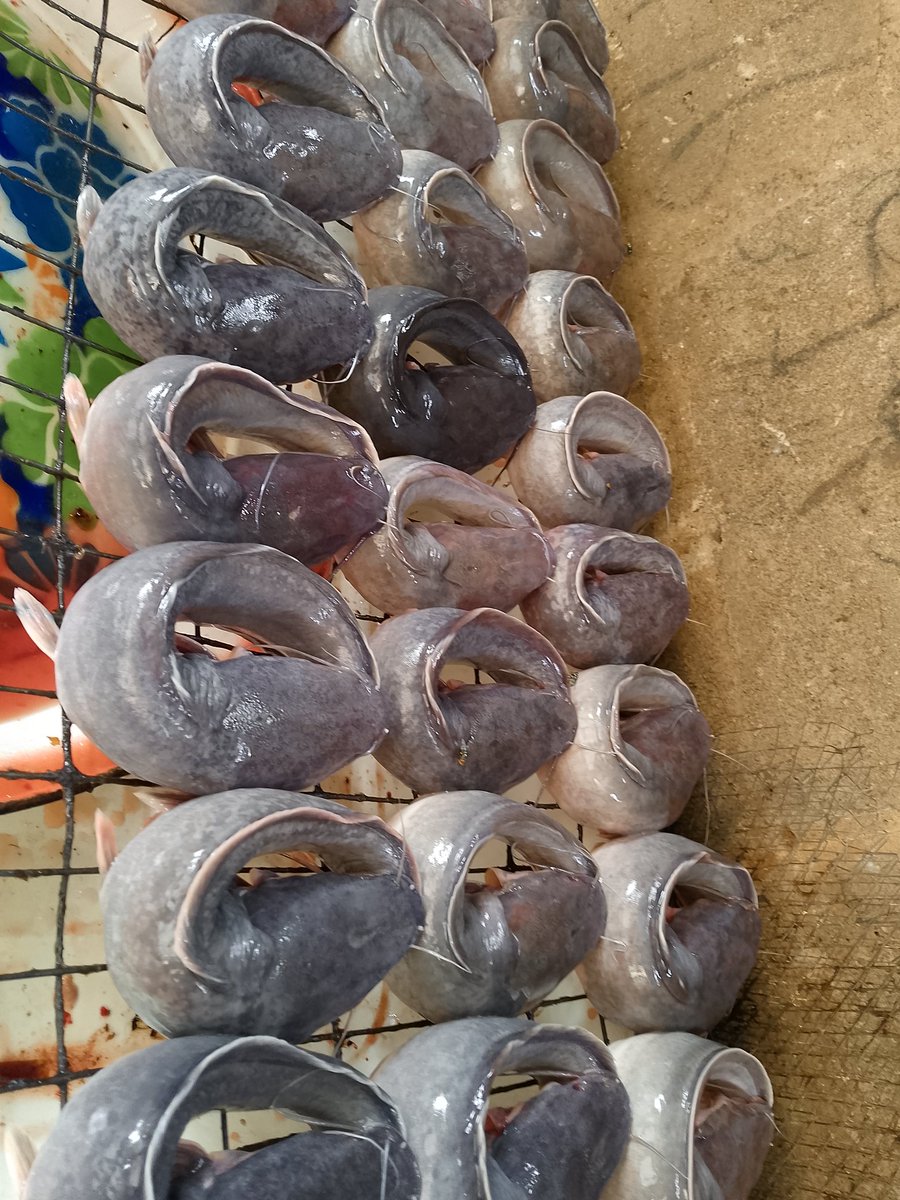 CHELAagro's tweet photo. Let CHELA handle your protein needs✅
Make your meals in minutes 😎

Location: Abeokuta 
Nationwide delivery https://t.co/oqRDgAgYbu