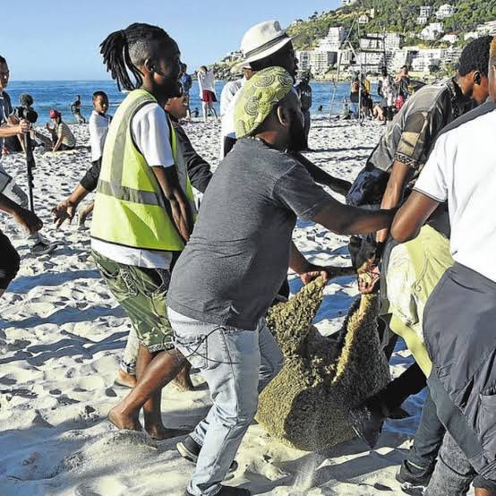 You see that sheep we slaughtered at Clifton beach 🙂‍↕️