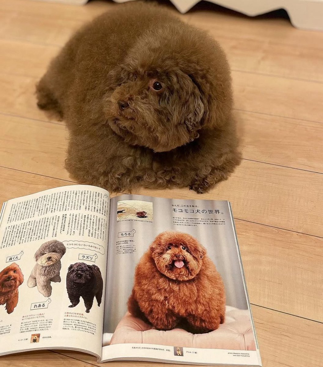 This shot of $MOHU came out so nice 😊🐻