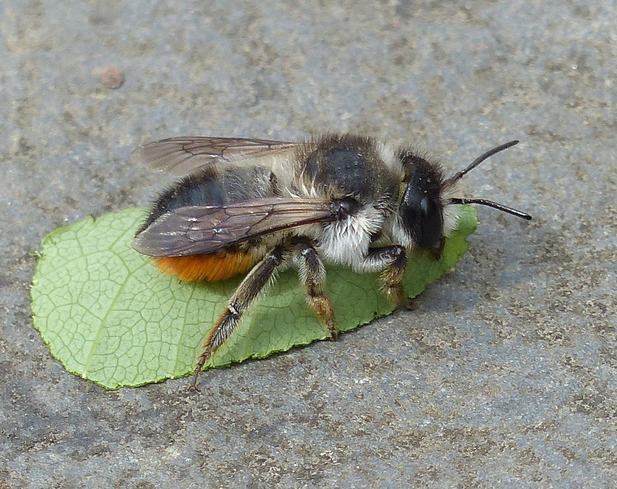 Who or What am I? Answer: Leaf cutter bee. You will know they have been working if you see sections roughly semi-circular, neat edged and uniform in size cut from a leaf. She carries the piece of leaf slung between her legs. I watched one working by the pond platform yesterday.