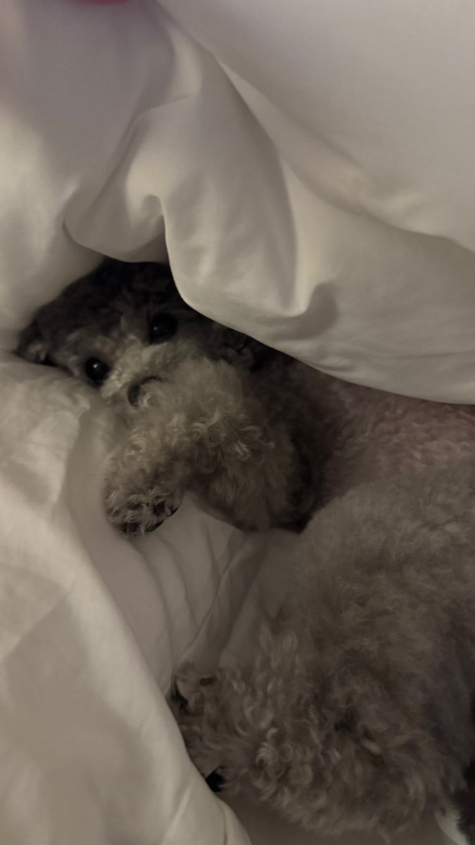 hourly_zero's tweet image. ZERO UPDATE

🐶🩶