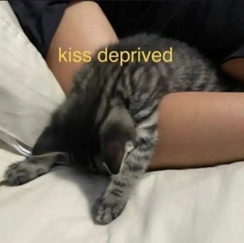 PunchingCat's tweet photo. https://t.co/qXPOO7eWno