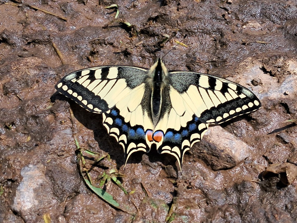 ForLilCreatures's tweet image. Such a wonderful encounter with a very fresh swallowtail butterfly in Switzerland. 

Believe it or not, these were taken on my phone!