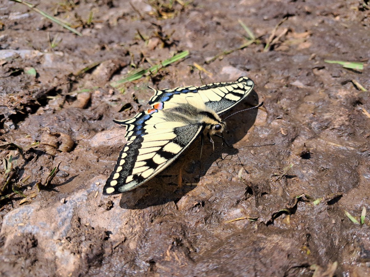 ForLilCreatures's tweet image. Such a wonderful encounter with a very fresh swallowtail butterfly in Switzerland. 

Believe it or not, these were taken on my phone!