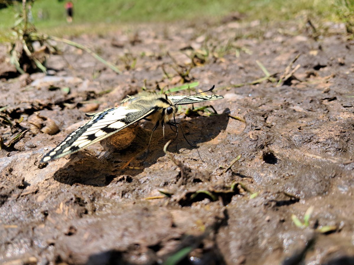 ForLilCreatures's tweet image. Such a wonderful encounter with a very fresh swallowtail butterfly in Switzerland. 

Believe it or not, these were taken on my phone!