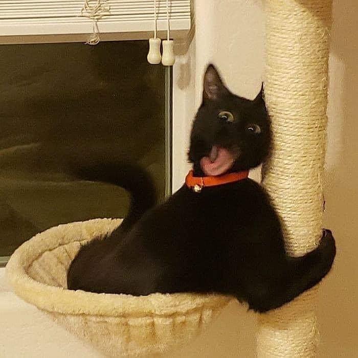 PunchingCat's tweet photo. https://t.co/6RPU0WUSvO