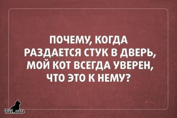 Котэ (@twi_cats) on Twitter photo 