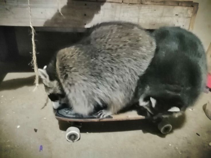 raccoonAuras's tweet photo. https://t.co/42m13hN70z