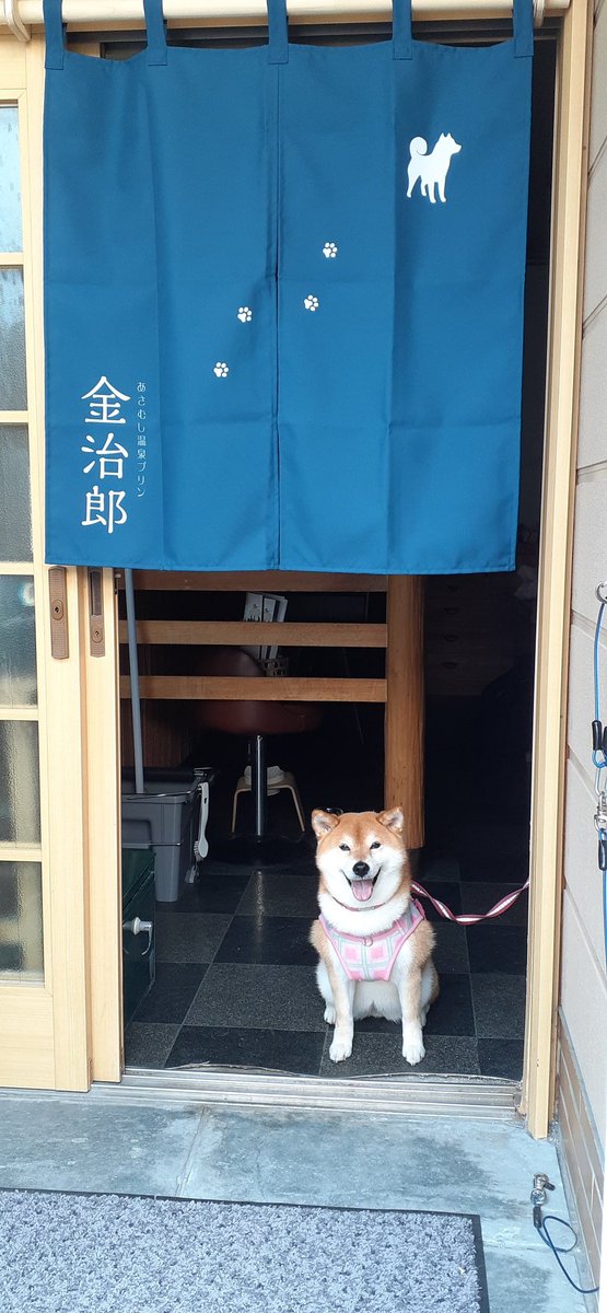 柴犬ゆきちゃん (@n0qTVdKQKf4r0Qt) / Posts / X