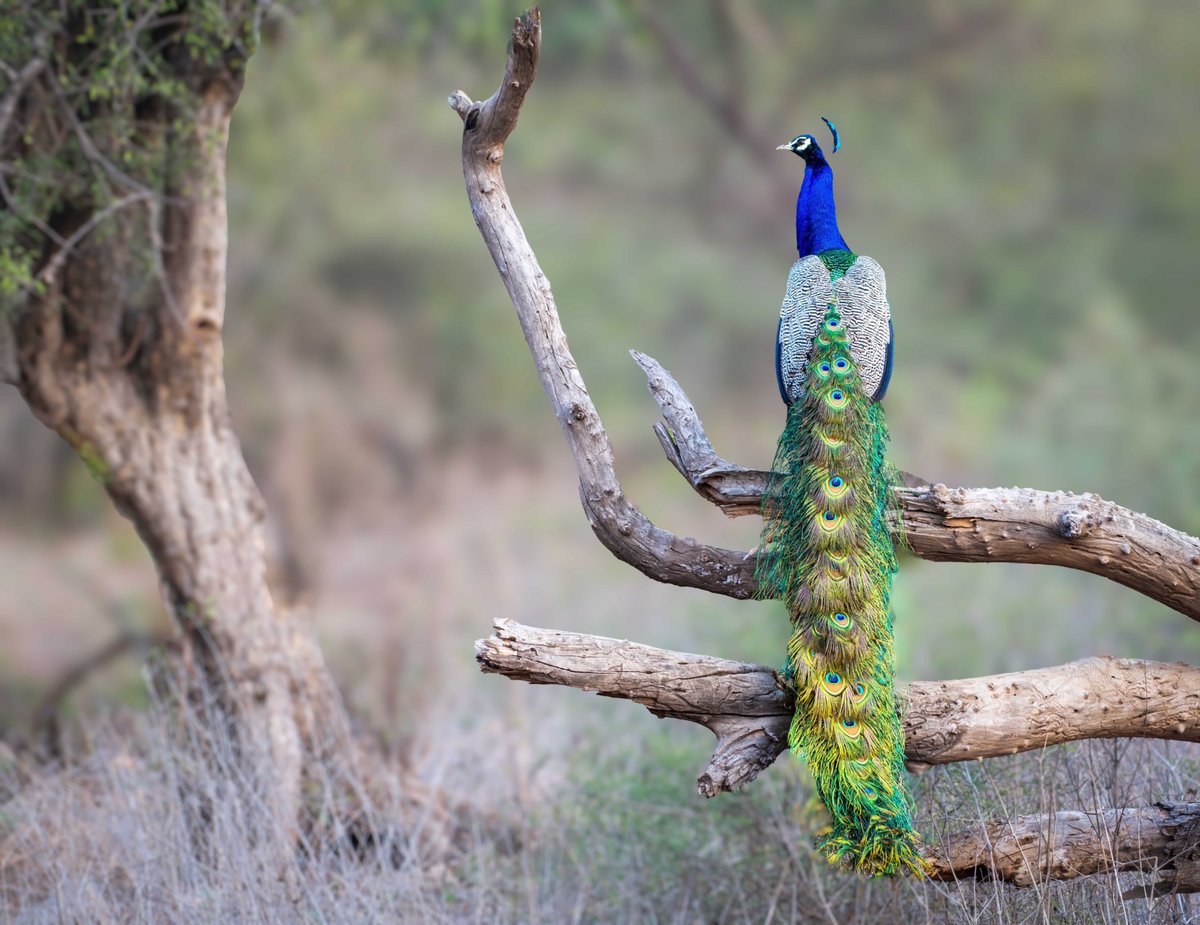 devasar's tweet image. The Indian Peafowl surveys his forest court: resplendent in hues that shimmer like emerald and sapphire. Not bothered, not rushed —just there, the forest does that to you sometimes. Sometimes the most beautiful things don’t need to do anything at all. 
#nikimages #enchantedindia