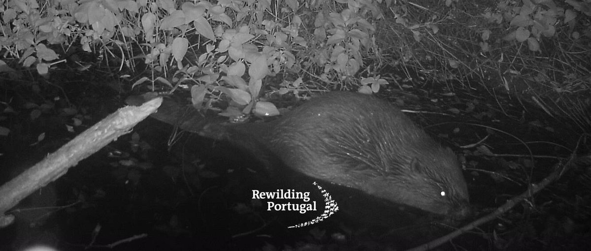biz4goodshow's tweet image. #Animals #GoodEarth After 500 Years, the Beaver Is Back in Portugal and Ready to Give a Dam dlvr.it/TLRMqx