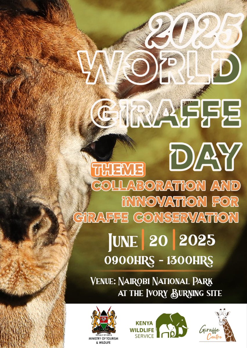 World Giraffe Day 2025 is here with us ! Taking stock of our Giraffes , population trends and establishing a sustainable conservation strategy. 
" collaboration and innovation for sustainable conservation"

<a href="/GiraffeCenter/">AFEW Kenya - Giraffe Centre</a>  <a href="/KWSKenya/">Kenya Wildlife Service</a> <a href="/alikat747/">Ali Van Zee</a> <a href="/Juliuskthuo/">Julius Kihoro Thuo</a> <a href="/KWSAberdare/">Aberdare National Park</a>