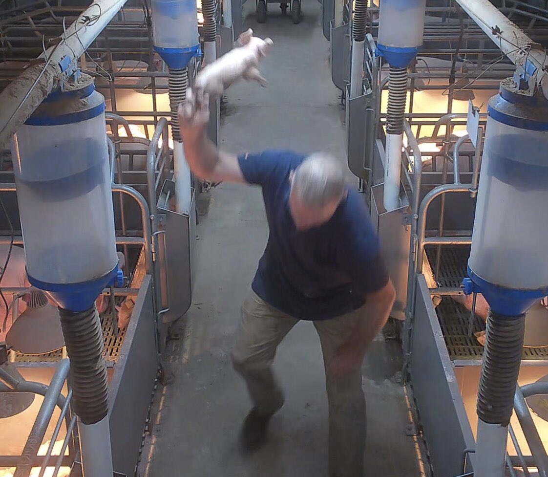 Son_of_Space's tweet image. Imagine a business so violent, so upsetting for anyone who isn’t dangerously lacking in empathy or basic decency, that you must hide intrinsic elements of your practice from the public, invent loopholes in bestiality &amp;amp; cruelty laws &amp;amp; lie to consumers to ensure your continuation.