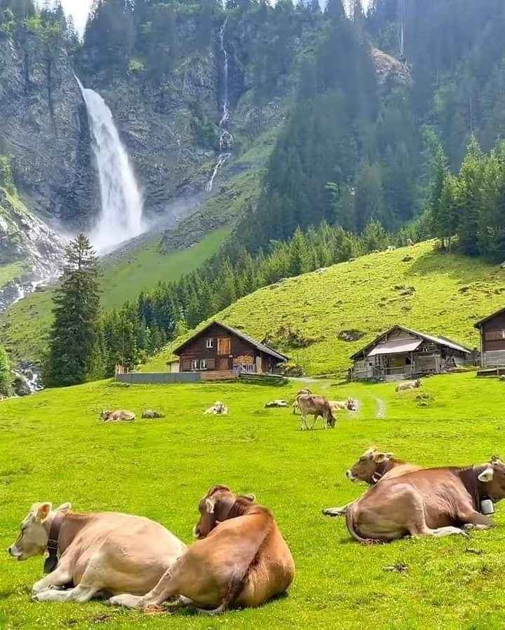 duncan_dev43838's tweet image. I love Switzerland