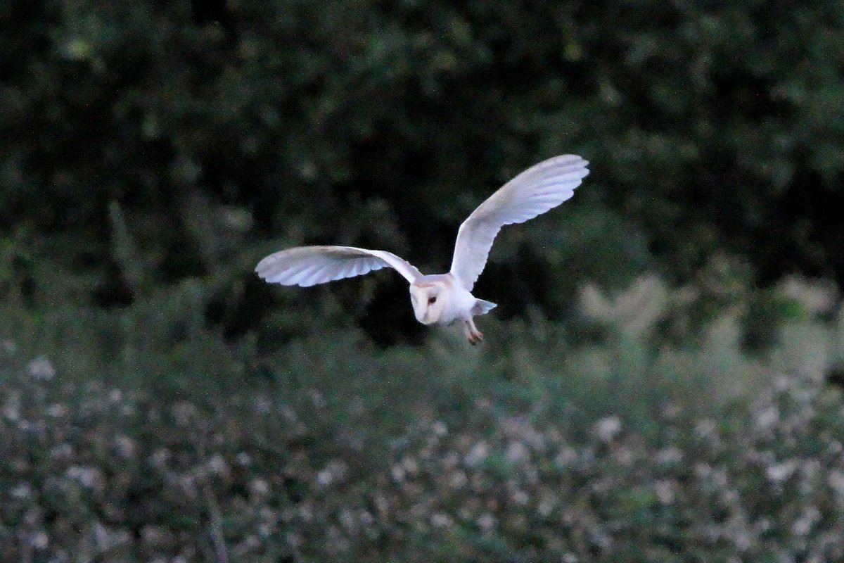 MrSteveyJames's tweet image. Nice to catch this Barn Owl out hunting in #Derbyshire yesterday evening, 1st this year for me #TwitterNatureCommunity #TwitterNaturePhotography @Derbyshirebirds @DerbysWildlife @NatureUK @BBCSpringwatch @shefbirdstudy @Natures_Voice