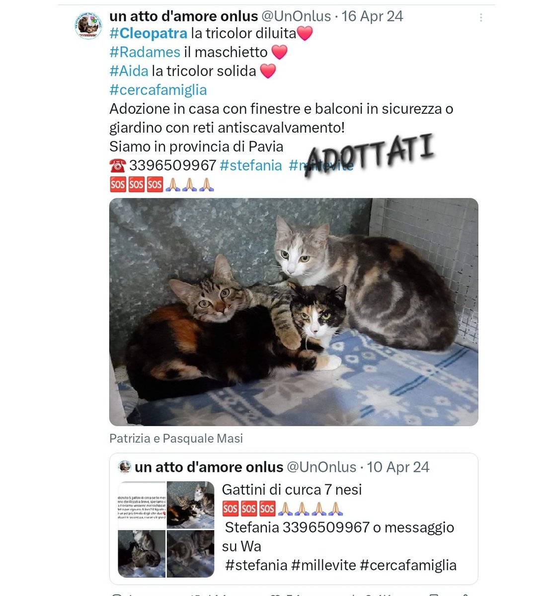 #Cleopatra  #Radames #Aida sono stati #adottati ❤️❤️❤️❤️❤️❤️❤️❤️❤️❤️❤️❤️❤️