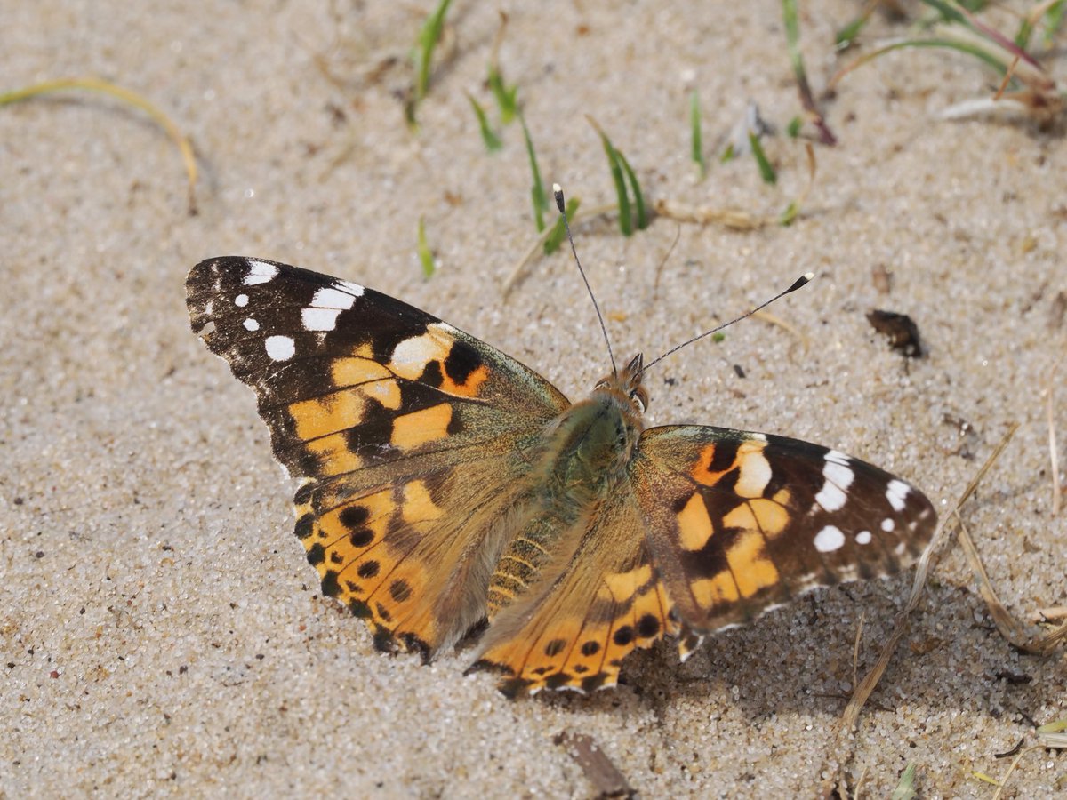 Mike Smith (@mikecsmiffy) on Twitter photo Painted Lady sunbathing on a patch of sand among the dunes at <a href="/RSPBMinsmere/">RSPB Minsmere ๐</a>
#butterfly #Butterflies #wildlife #wildlifephotography #nature #naturephotography
<a href="/savebutterflies/">Butterfly Conservation ๐ฆ</a> <a href="/BC_Suffolk/">BC Suffolk Branch</a> <a href="/NatureUK/">NatureUK</a> <a href="/Britnatureguide/">The British Nature Guide</a> <a href="/BBCSpringwatch/">BBC Springwatch</a> Painted Lady sunbathing on a patch of sand among the dunes at <a href="/RSPBMinsmere/">RSPB Minsmere ๐</a>
#butterfly #Butterflies #wildlife #wildlifephotography #nature #naturephotography
<a href="/savebutterflies/">Butterfly Conservation ๐ฆ</a> <a href="/BC_Suffolk/">BC Suffolk Branch</a> <a href="/NatureUK/">NatureUK</a> <a href="/Britnatureguide/">The British Nature Guide</a> <a href="/BBCSpringwatch/">BBC Springwatch</a>