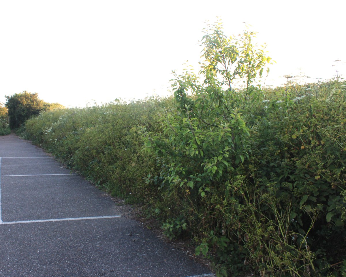 A roadside apple tree, likely originating from a discarded core #30DaysWild

The UK does have truly wild apple trees, but their ecology and distribution have received little attention; we shared the pioneering work aiming to address this knowledge gap in britishwildlife.com/article/articl…