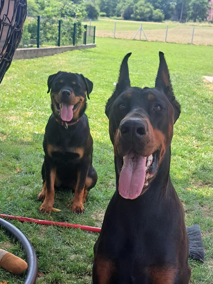 radatheboss's tweet photo. Good morning from 
Draco Dominus Grom  🇭🇷 
#DracoDominusdobermannkennel #DracoDominusprince #showdog #workingdog #doberman_pinschers_cute #doberman_pinschers #doberman_pinschersinstadobes #dobermanpride #doberman_featured #doberman_club #dobermanlove https://t.co/GmOs1trzuE