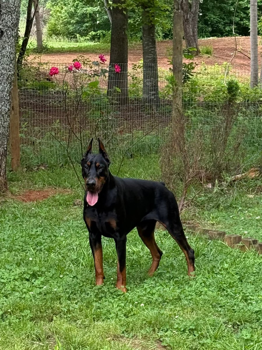 radatheboss's tweet photo. Such a beautiful stud 
Draco Dominus Fujitora 🇺🇸 
#DracoDominusdobermannkennel #dobermanpinscher #dobermanpride #doberman_featured #doberman_club #DOBERMANN #doberman_pinschers #dobermannlove #Dobermanforum #Dobermannwork #Europeandoberman #DogsofTwittter #showdog https://t.co/BTFyH6APGC