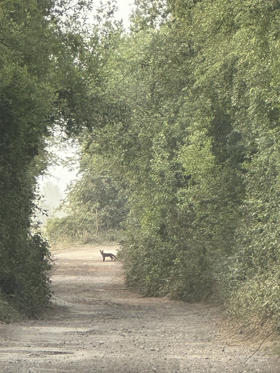 LadyDebbington's tweet photo. Foxy on the lane this morning https://t.co/MbNvmxtxHP
